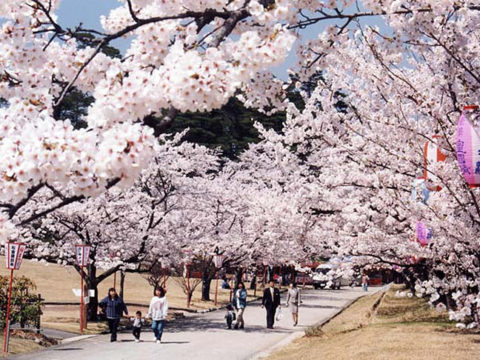 宮野山桜まつり